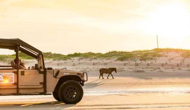 Spanische Mustangs am Strand  Die Outer Banks in North Carolina