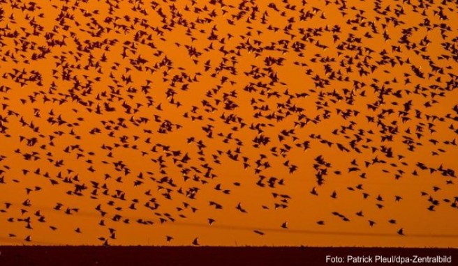 Portugal  Naturausflüge und Zugvögel an der Algarve