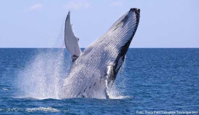 Buckelwale ziehen von Juni bis November an der Küste Queenslands in Australien vorbei