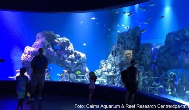 Queensland  Neues Aquarium zeigt Riff und Regenwald