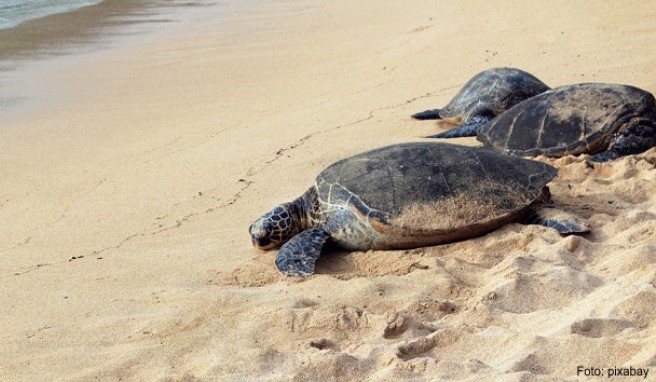 Südafrika  Geführte Touren zu den Schildkröten