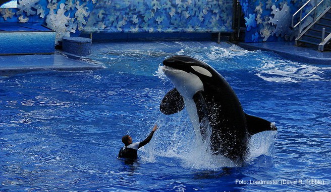 Thomas Cook   Seaworld und Loro Parque nicht im Programm