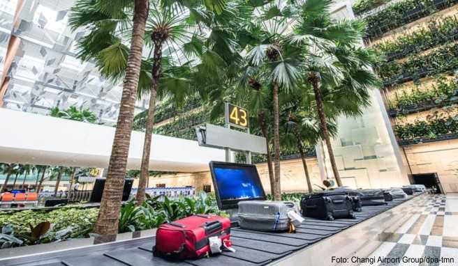 Im Singapore Changi Airport befinden sich besonders viele Bäume und Pflanzen