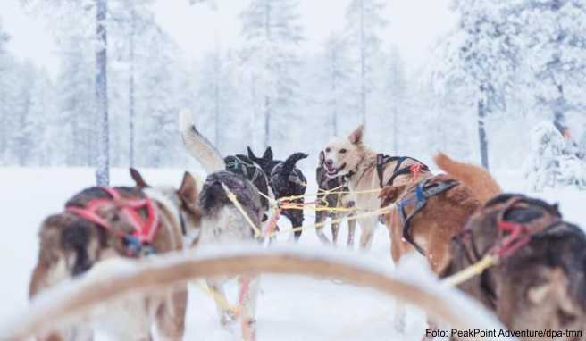 In der schwedischen Skiregion Sälen in Dalarna können Gäste statt mit einem Transferbus im Hundeschlitten zum Hotel fahren.