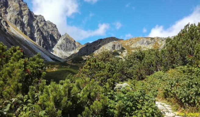 Slowakei  Neuer Baumwipfelpfad in Hoher Tatra