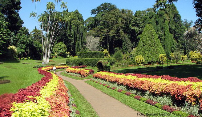  Der Peradeniya Botanical Garden wurde bereits 1824 von den Briten angelegt und gehörte zuvor zum Lustschloss des von ihnen abgesetzten Kandy-Königs
