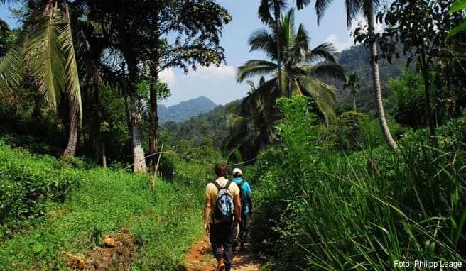 Im Sinharaja Regenwald wandern Touristen durch dichten Urwald.