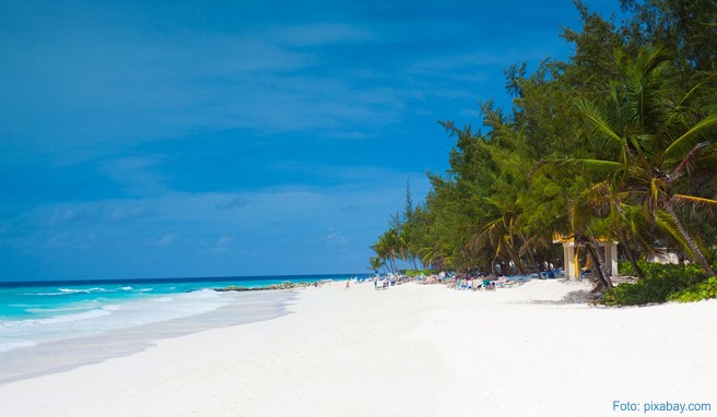 Schneeweiße Strände machen den Traumurlaub auf Barbados perfekt