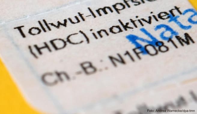 Experten-Empfehlung Südafrika-Reisende sollten Tollwut-Impfung erwägen