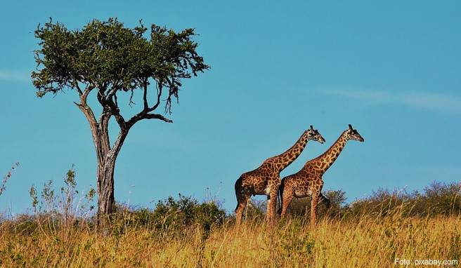 Tansania-Reise  Einreise für Touristen mit E-Visum einfacher