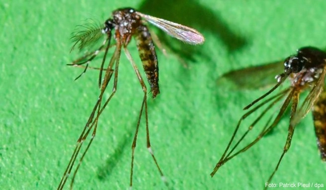 In Spanien sind die ersten Fälle einer Infektion mit dem Chikungunya-Virus im eigenen Land registriert worden. Übertragen wird der Virus von der Asiatische Tigermücke