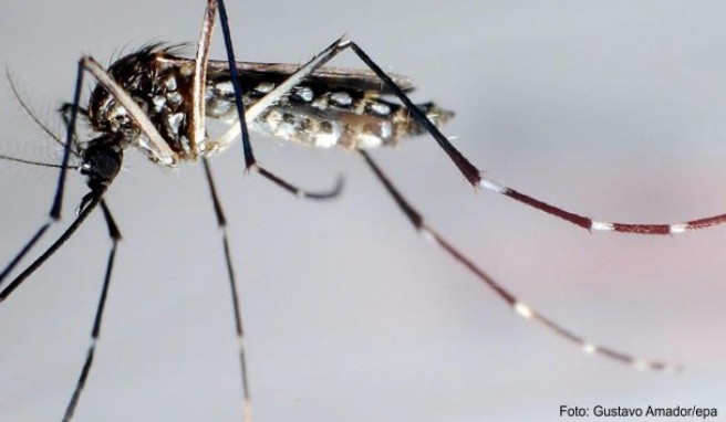 Dengue-Fieber  Auf Sri Lanka vor Mücken schützen