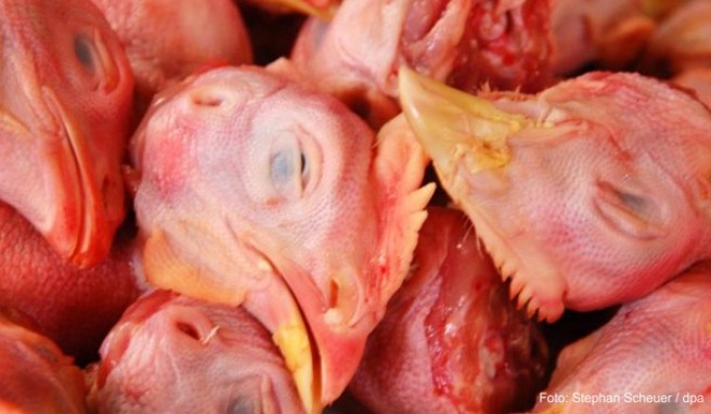 China  Vogelgrippe - Vorsicht vor Geflügel