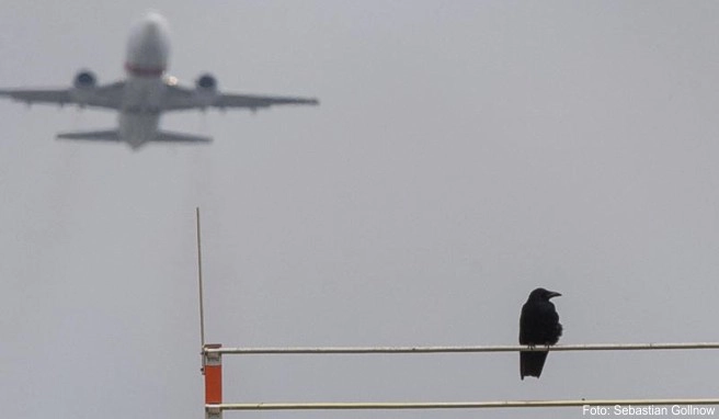 Vogelschläge im Luftraum können zu schweren Flugunfällen führen. Auf vielen Flughäfen wird daher versucht, die Vögel zu verscheuchen