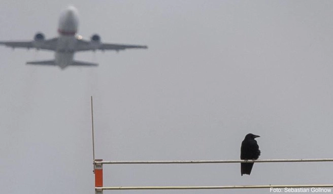 Vogelschläge im Luftraum können zu schweren Flugunfällen führen. Auf vielen Flughäfen wird daher versucht, die Vögel zu verscheuchen Vogelschläge im Luftraum können zu schweren Flugunfällen führen. Auf vielen Flughäfen wird daher versucht, die Vögel zu verscheuchen
