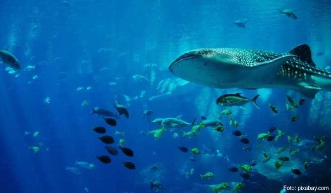 Tauchgeheimnis Mosambik: Walhaie, Mantas und Buckelwale b...