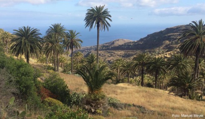 In Alajero im Süden der Insel wandert man vor allem durch Palmlandschaften wie diese