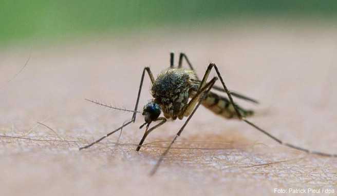 Italien und Griechenland  Wegen West-Nil-Fieber auf Reisen vor Mücken schützen