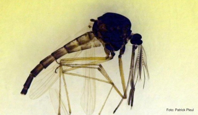 Die Culex-Mücke kann das West-Nil-Virus übertragen