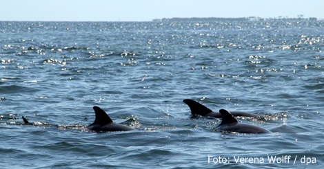 »Whale Watching«: Vom Schwimmen mit Delfinen und Walen ...