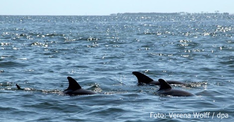 Tierschützer raten ab  Kein Schwimmen mit Delfinen und Walen 